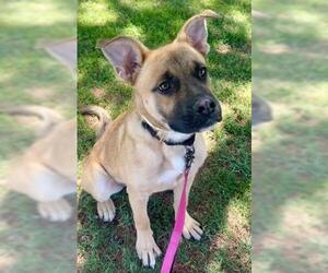 Mutt Dogs for adoption in Bakersfield, CA, USA