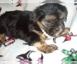 Small Photo #5 Poodle (Toy)-Yorkshire Terrier Mix Puppy For Sale in JACKSON, MS, USA