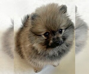 Pomeranian Puppy for sale in LISLE, IL, USA