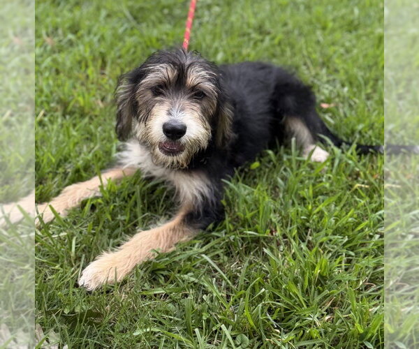 Medium Photo #2 Mutt Puppy For Sale in Yardley, PA, USA