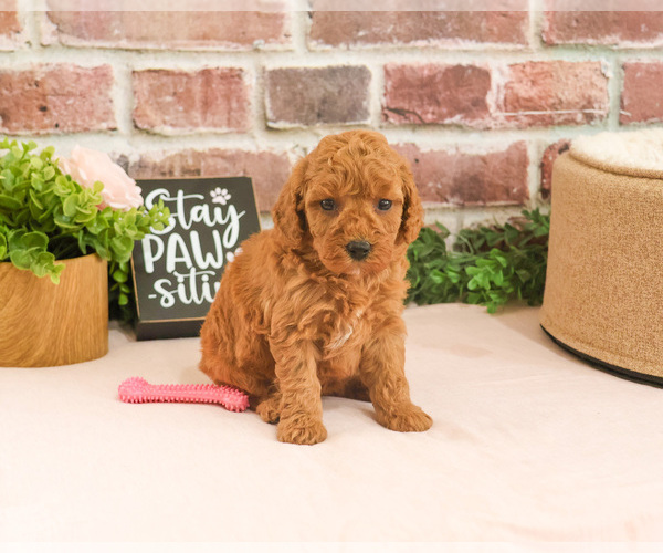 Medium Photo #6 Cavapoo (Miniature) Puppy For Sale in SYRACUSE, IN, USA