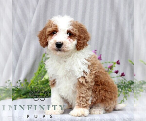 Medium Photo #3 Poodle (Miniature) Puppy For Sale in LITITZ, PA, USA