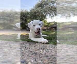 Labrador Retriever-Unknown Mix Dogs for adoption in Boston, MA, USA