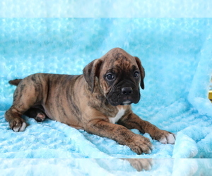 Boxer Puppy for sale in SHILOH, OH, USA
