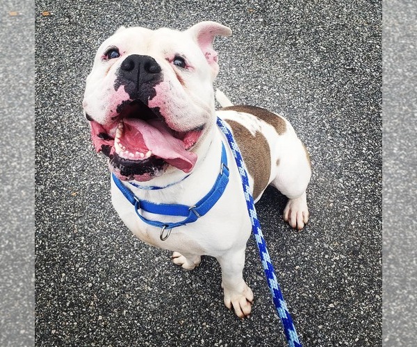 Medium Photo #14 Bulldog-Unknown Mix Puppy For Sale in Rockaway, NJ, USA