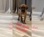 Small #3 Cane Corso