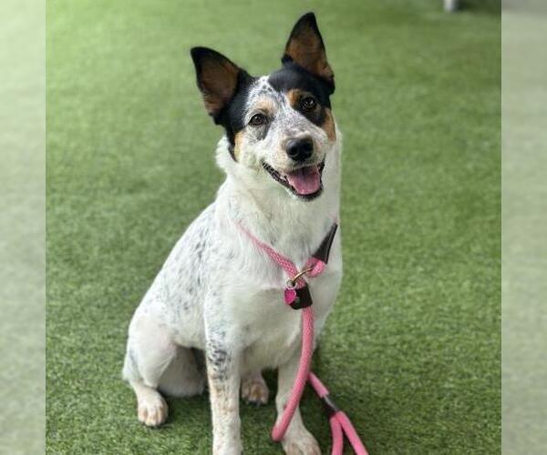 Medium Photo #3 Mutt Puppy For Sale in Camarillo, CA, USA