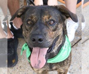 Ronald - Male Mutt Dog for Adoption