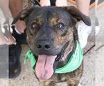 Ronald - Male Mutt Dog for Adoption - Small photo