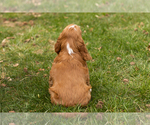 Small Photo #5 Cocker Spaniel Puppy For Sale in NAPPANEE, IN, USA