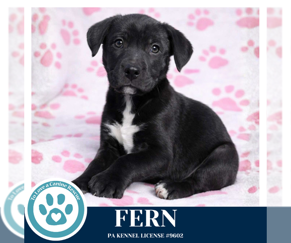 Medium Photo #4 Labrador Retriever-Unknown Mix Puppy For Sale in Kimberton, PA, USA