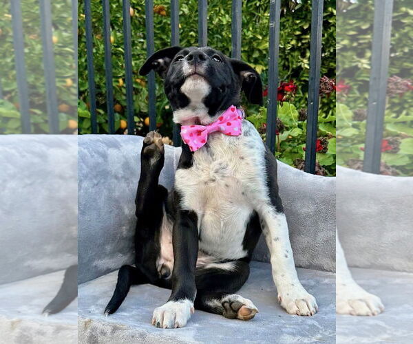 Medium Photo #10 American Pit Bull Terrier-Unknown Mix Puppy For Sale in Redlands, CA, USA