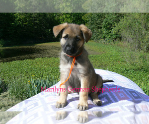 German Shepherd Dog Puppy for sale in PIEDMONT, MO, USA
