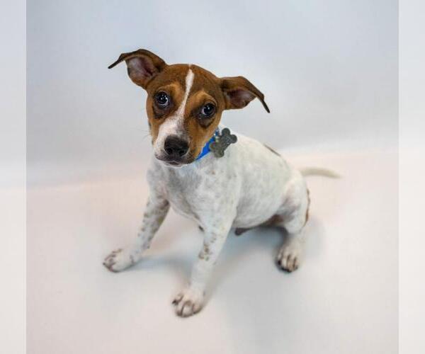 Medium Photo #2 Jack Russell Terrier-Unknown Mix Puppy For Sale in Kennesaw, GA, USA