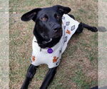 Small #2 Spaniel Mix