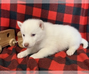 Siberian Husky Puppy for sale in DEARBORN, MO, USA