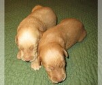 Small Photo #5 Labradoodle Puppy For Sale in LINCOLN, AL, USA