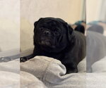 Small Pug