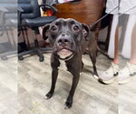 Small American Staffordshire Terrier Mix