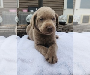 Medium Labrador Retriever