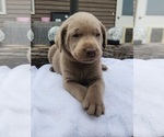 Puppy Miss Pink Labrador Retriever