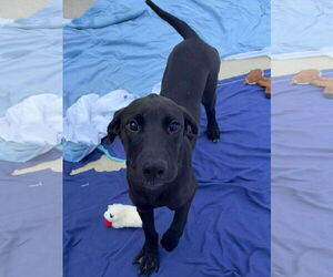 Great Dane-Unknown Mix Dogs for adoption in Woodbury, NY, USA