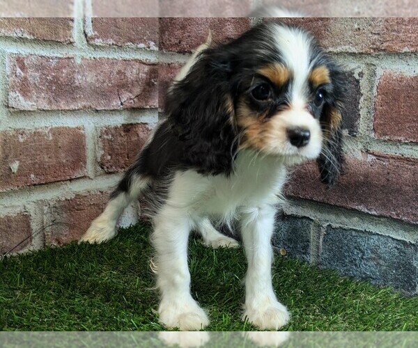 Medium Photo #11 Cavalier King Charles Spaniel Puppy For Sale in MOBERLY, MO, USA
