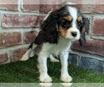 Small #10 Cavalier King Charles Spaniel