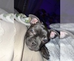 Small Photo #10 Boston Terrier Puppy For Sale in ROUND LAKE, IL, USA