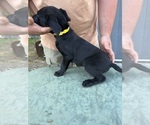 Small #3 Labrador Retriever
