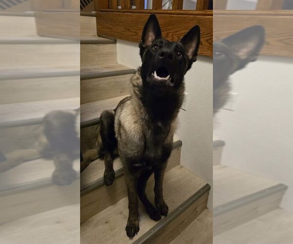 Medium Photo #10 Mutt Puppy For Sale in Imlay City, MI, USA