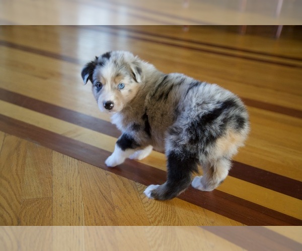 Medium Photo #4 Australian Shepherd Puppy For Sale in GREER, SC, USA
