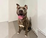 Small #2 Mutt