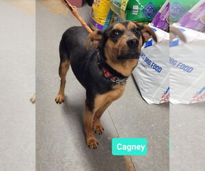 Beagle-Unknown Mix Dogs for adoption in Richmond, IN, USA