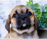 Small Photo #10 Puggle Puppy For Sale in WAKARUSA, IN, USA