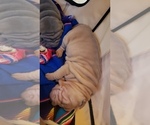 Small Photo #12 Chinese Shar-Pei Puppy For Sale in DIXON, CA, USA