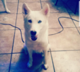 Small Photo #1 Siberian Husky Puppy For Sale in BAY LAKE, FL, USA
