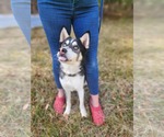 Small #3 Siberian Husky Mix