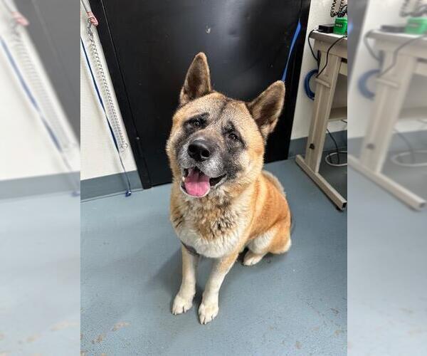 Medium Photo #1 Akita Puppy For Sale in Big Bear City, CA, USA