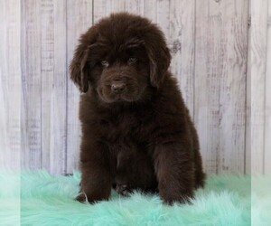 Newfoundland Puppy for sale in FREDERICKSBG, OH, USA