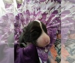 Small Photo #38 Australian Shepherd-Pembroke Welsh Corgi Mix Puppy For Sale in GALLEGOS, NM, USA