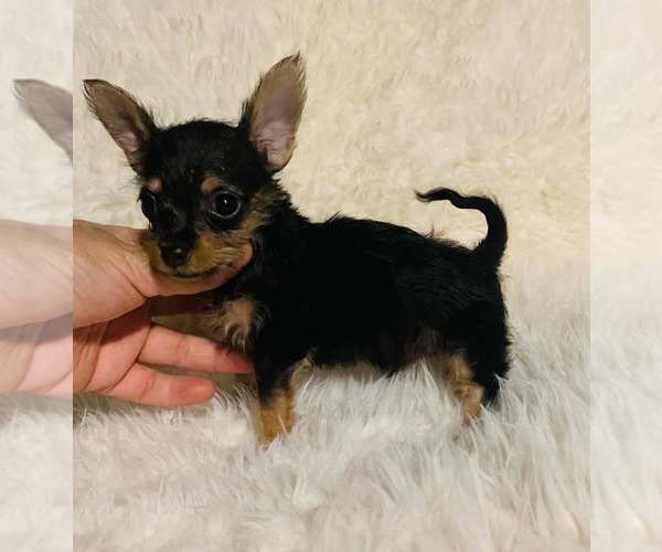 Medium Photo #4 Chorkie Puppy For Sale in LA SIERRA, CA, USA