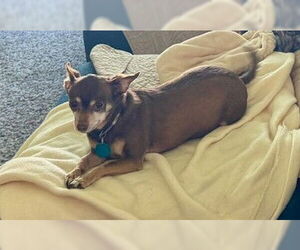 Chipin Dogs for adoption in Princeton, MN, USA