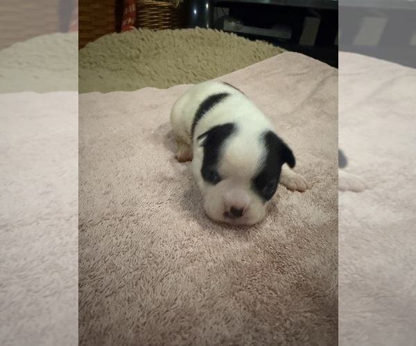 Medium Photo #1 Boston Terrier Puppy For Sale in FREDONIA, KS, USA