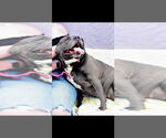 Small #1 American Pit Bull Terrier