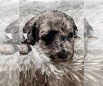 Small Photo #6 Labradoodle Puppy For Sale in PIERSON, FL, USA