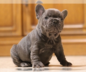 French Bulldog Puppy for sale in BOSTON, MA, USA