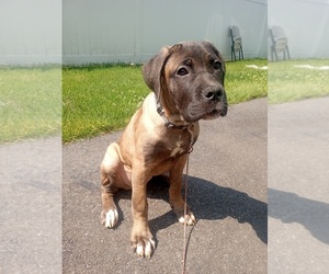 Cane Corso Puppy for sale in STRATFORD, CT, USA