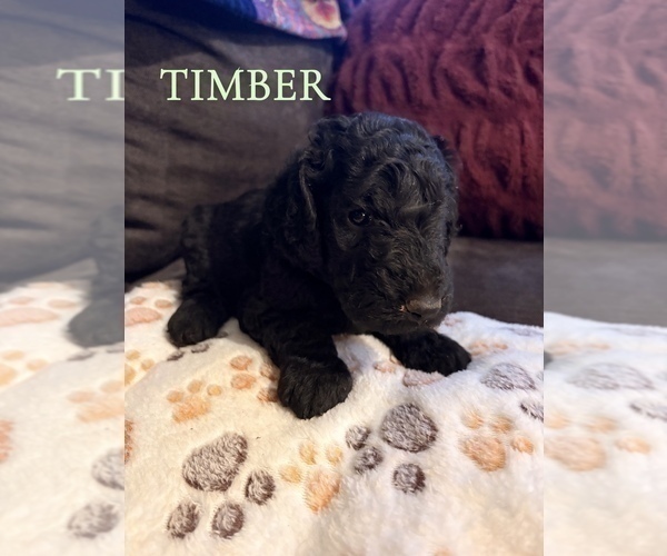 Medium Photo #15 Goldendoodle Puppy For Sale in DENVER, NC, USA