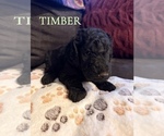 Small #14 Goldendoodle